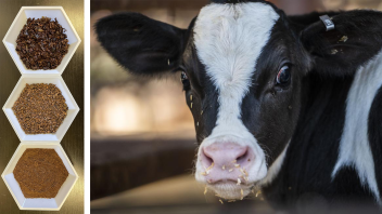 Researchers find that mixing leftover grape pomace from winemaking operations with alfalfa dairy cattle feed reduced methane emissions by 10% to 11% while also supporting sustainability efforts in both industries. (Edwin Grey, Hector Amezcua/UC Davis)