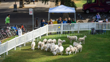A flock of sheep graze on green grass inside a white fence.