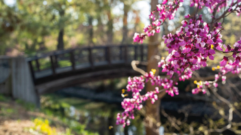 A redbud tree bursts with pink blooms at the Arboretum.