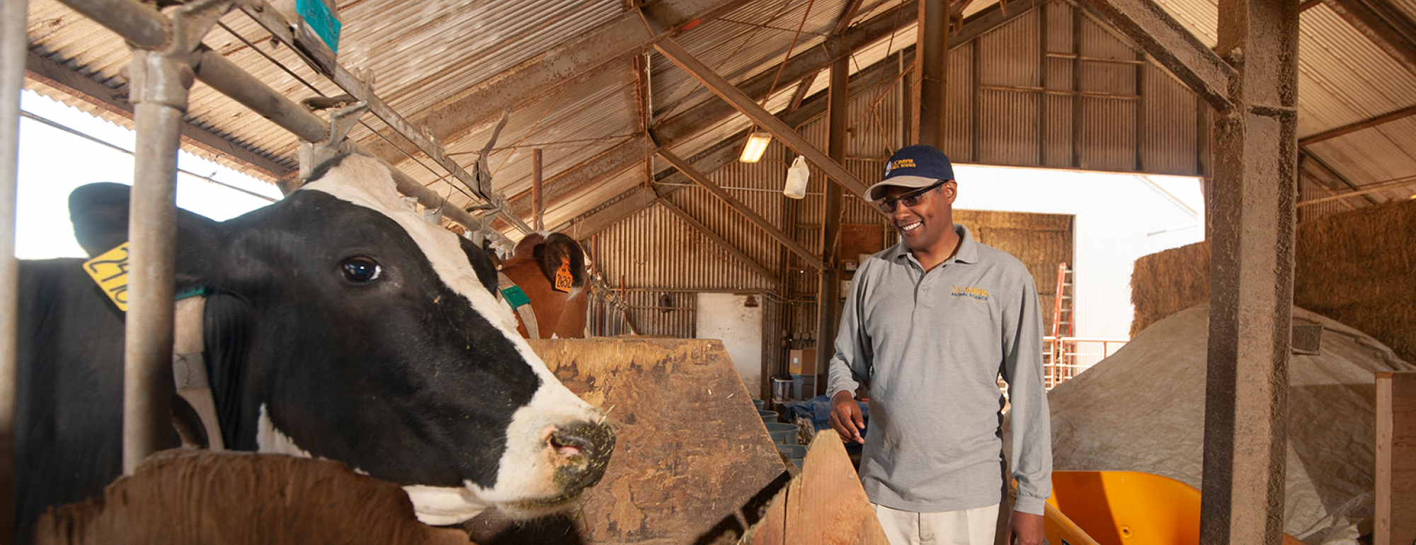 Professor Ermias Kebreab is conduction research with twelve dairy cows to find out if seaweed will reduce methane emissions from cow on May 8, 2018.