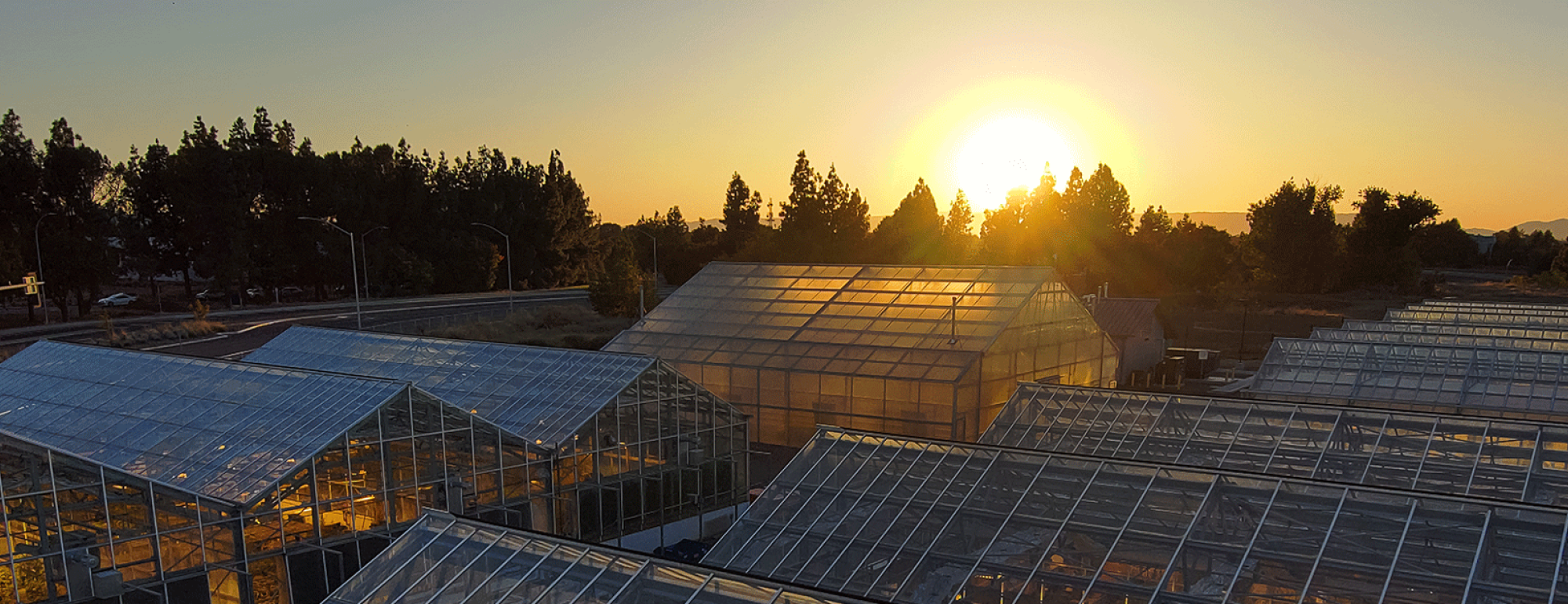 A sunrise over a row of greenhouses