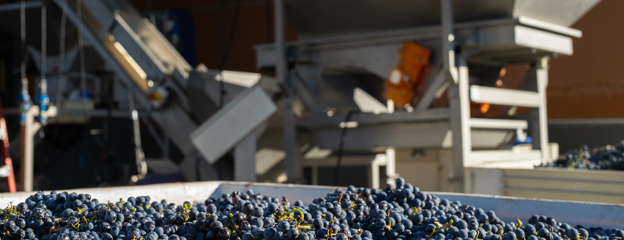 Cabernet Sauvignon grapes wait their turn to be crushed on the RMI winery dock.
