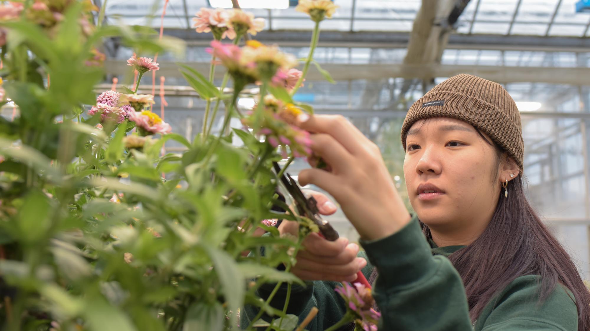 Young woman in knit hat pruning pink blooms in a greenhouse