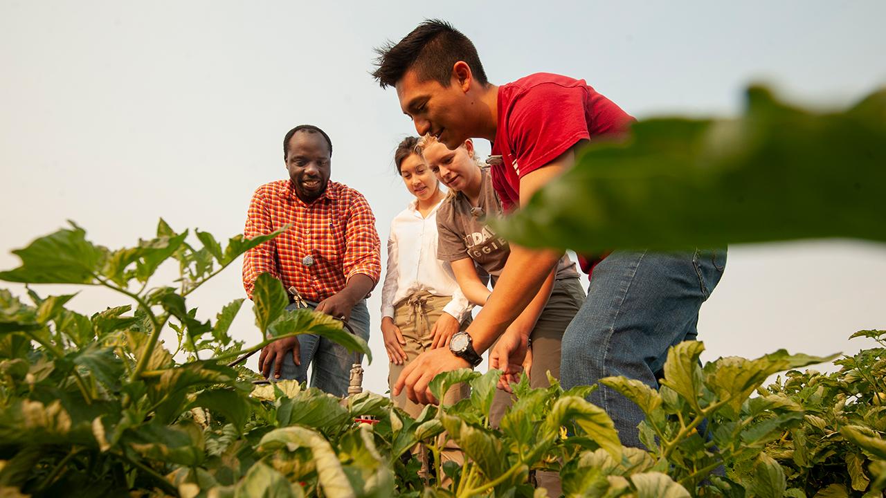 Professor Isaya Kisekka talks (l to r) Aya Suzuki, a biosystems engineering major; Mackenzie Gulliams, a civil and environmental engineering major, and Marcoluis Garcia, hydrology major, about getting measurement of soil moister content during a new agricultural research project on crop irrigation undeground with a modern computerized irrigation/fertilization system at the Campbell Tract.