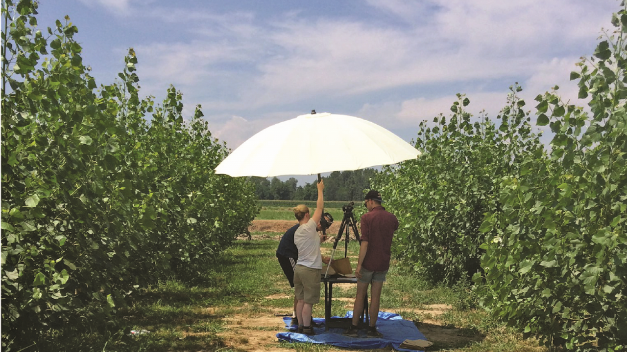 Measuring leaf size as an indicator of crop vigor and drought tolerance in a bioenergy poplar plantation. (photo Gail Taylor lab) Measuring leaf size as an indicator of crop vigor and drought tolerance in a bioenergy poplar plantation. (photo Gail Taylor lab)