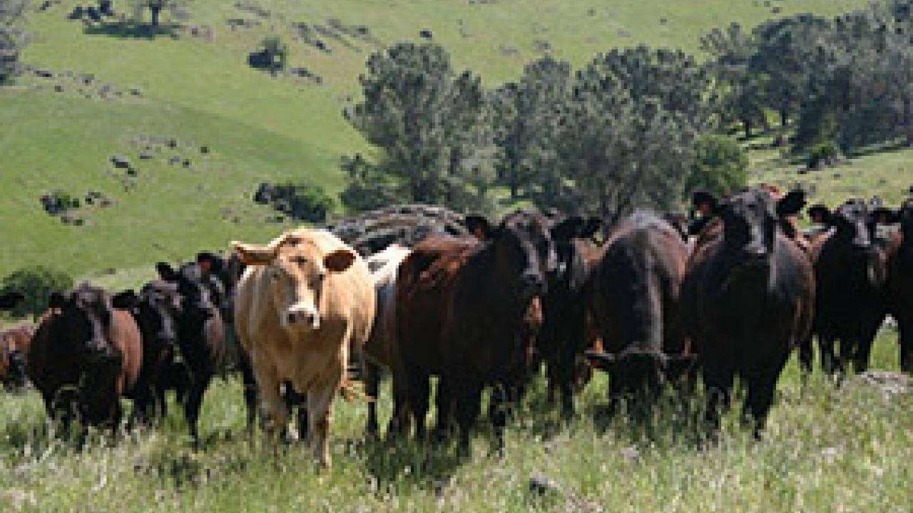 Rustici Rangeland Rustici Rangeland