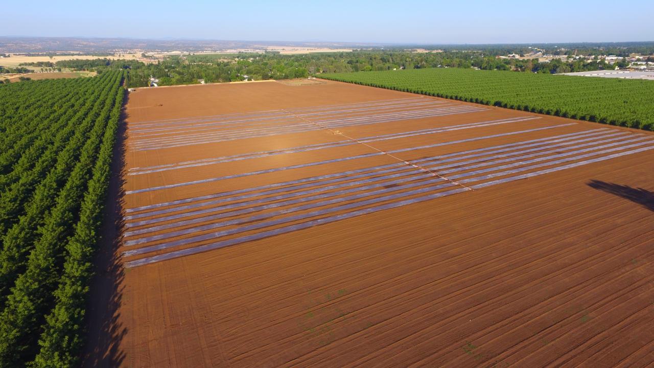 In Chico, the team is testing whether almond-processing residues and the sun can boost soil health. The test orchard on a commercial farm in Chico.