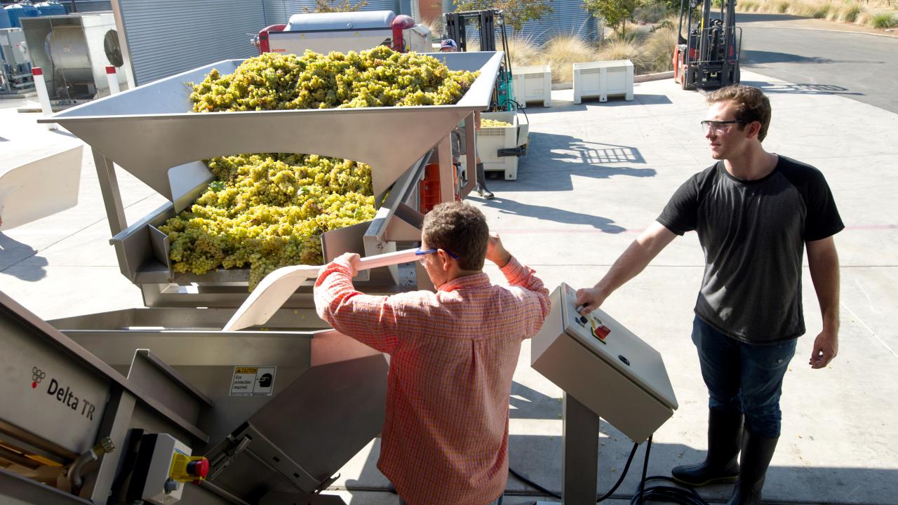Genes may explain the difference in taste and color of grapes, like these being processed during a recent crush at the UC Davis Robert Mondavi Institute for Wine and Food Science teaching facility. Genes may explain the difference in taste and color of grapes, like these being processed during a recent crush at the UC Davis Robert Mondavi Institute for Wine and Food Science teaching facility.