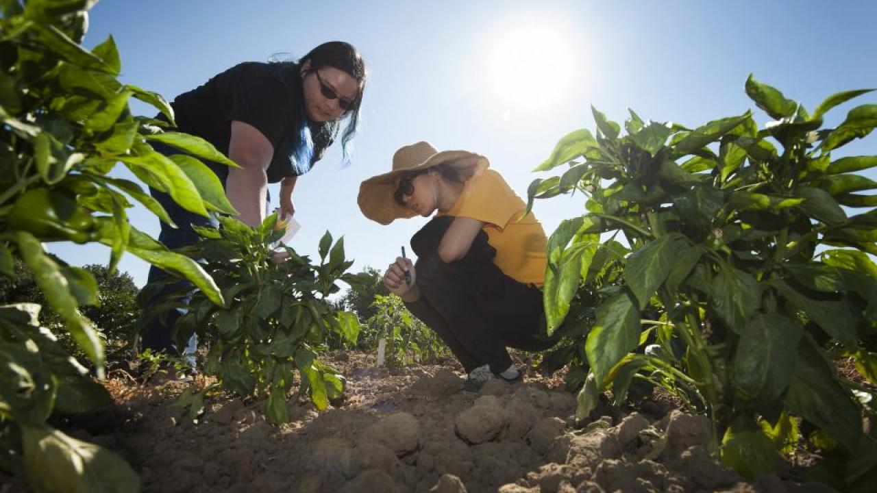 A group of UC Davis students is breeding a “jalapeño popper,” a cross between a bell pepper and a jalapeño pepper. Two members of the team, Randi Jimenez and Wengyuan Xiao, examine their crop at the Student Farm. A group of UC Davis students is breeding a “jalapeño popper,” a cross between a bell pepper and a jalapeño pepper. Two members of the team, Randi Jimenez and Wengyuan Xiao, examine their crop at the Student Farm.