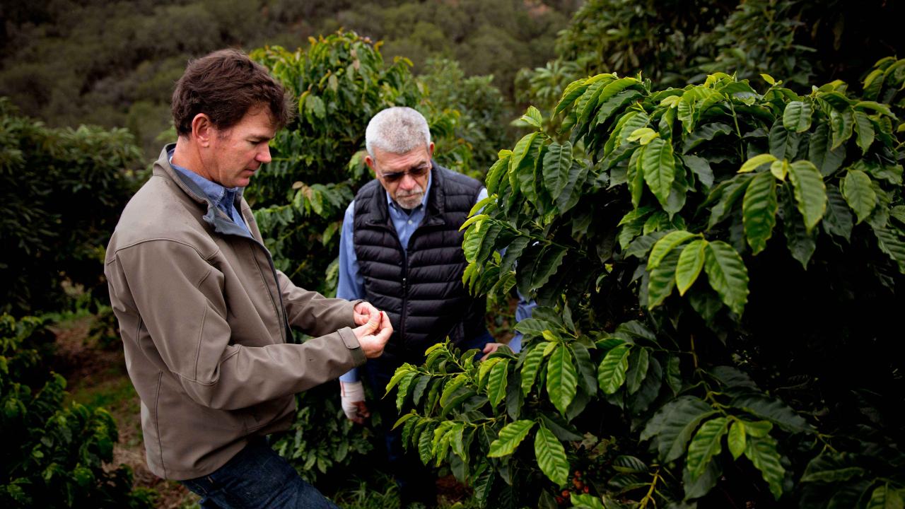 Farmer Jay Ruskey, left, worked with UC Davis geneticist Juan Medrano to collect genetic material from coffee trees on his land in north of Santa Barbara. Farmer Jay Ruskey, left, worked with UC Davis geneticist Juan Medrano to collect genetic material from coffee trees on his land in north of Santa Barbara.