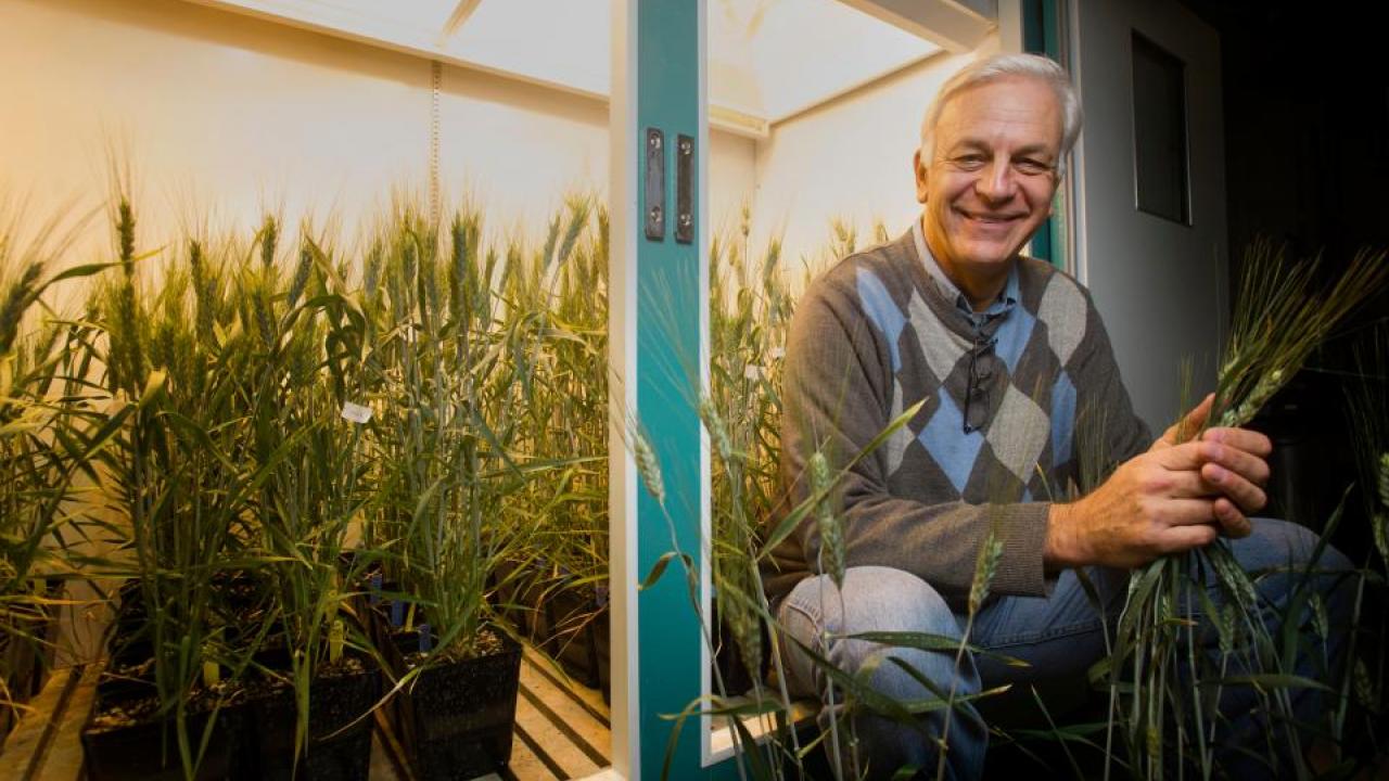 UC Davis Plant Sciences Professor, Jorge Dubcovsky is among 16 current UC Davis faculty named as among the top 1 percent in their fields for citations of scientific papers. Dubcovsky is a leading expert on wheat genetics. (UC Davis photo) UC Davis Plant Sciences Professor, Jorge Dubcovsky is among 16 current UC Davis faculty named as among the top 1 percent in their fields for citations of scientific papers. Dubcovsky is a leading expert on wheat genetics. (UC Davis photo)