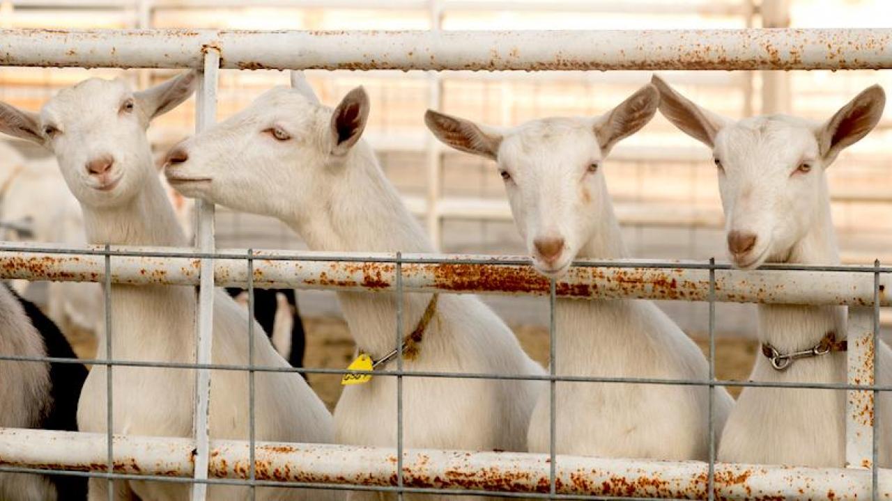 Are animals at UC Davis talking about the latest rankings? These goats are near the Department of Animal Science Horse Barn. (UC Davis) Are animals at UC Davis talking about the latest rankings? These goats are near the Department of Animal Science Horse Barn. (UC Davis)