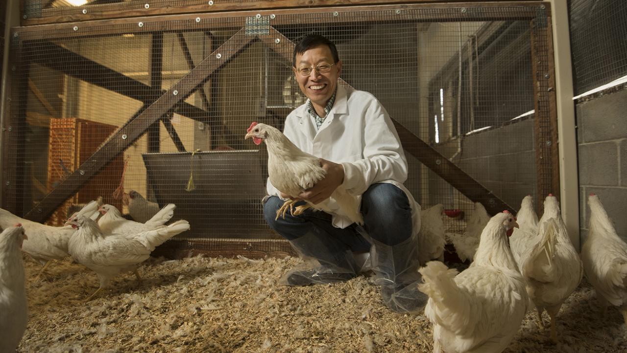 Zhou uses genetic and genomic techniques to breed chickens that are more resistant to disease and heat stress for developing world farmers. (Gregory Urquiaga) UC Davis Animal Science Professor Huaijun Zhou with white leghorn chickens.