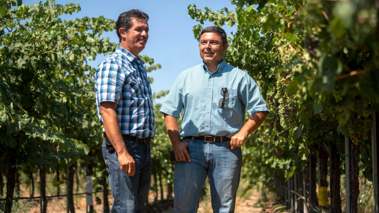 In collaboration with UC Davis Cooperative Extension viticulture specialist Kaan Kurtural (right), Miguel Guerrero (left) of The Wine Group is experimenting with Cabernet Sauvignon vines and other varieties elevated by a single wire at 66 inches. In collaboration with UC Davis Cooperative Extension viticulture specialist Kaan Kurtural (right), Miguel Guerrero (left) of The Wine Group is experimenting with Cabernet Sauvignon vines and other varieties elevated by a single wire at 66 inches.