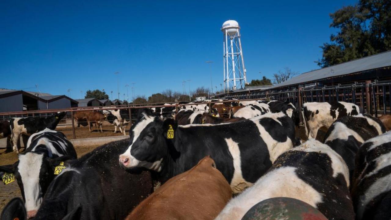 Dairy cows photographed at the UC Davis Dairy Barn in 2019. (Karin Higgins/UC Davis) Dairy cows photographed at the UC Davis Dairy Barn in 2019. (Karin Higgins/UC Davis)