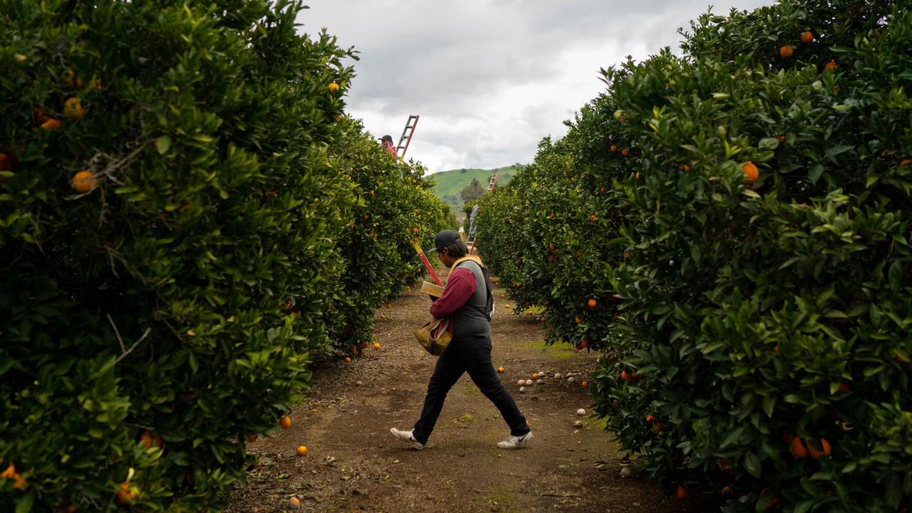 Workers rush to harvest oranges after a light rain in Exeter, California, just west of the Sierra Nevada mountains in California’s Central Valley. (Joe Proudman/UC Davis) Workers rush to harvest oranges after a light rain in Exeter, California, just west of the Sierra Nevada mountains in California’s Central Valley. (Joe Proudman/UC Davis)