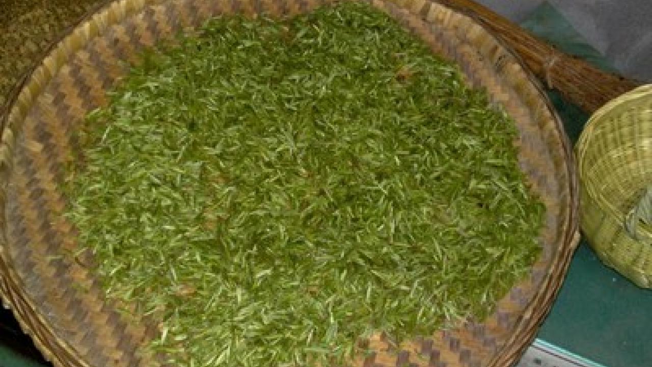Tea in its many forms will be explored at colloquium. tea in a bucket
