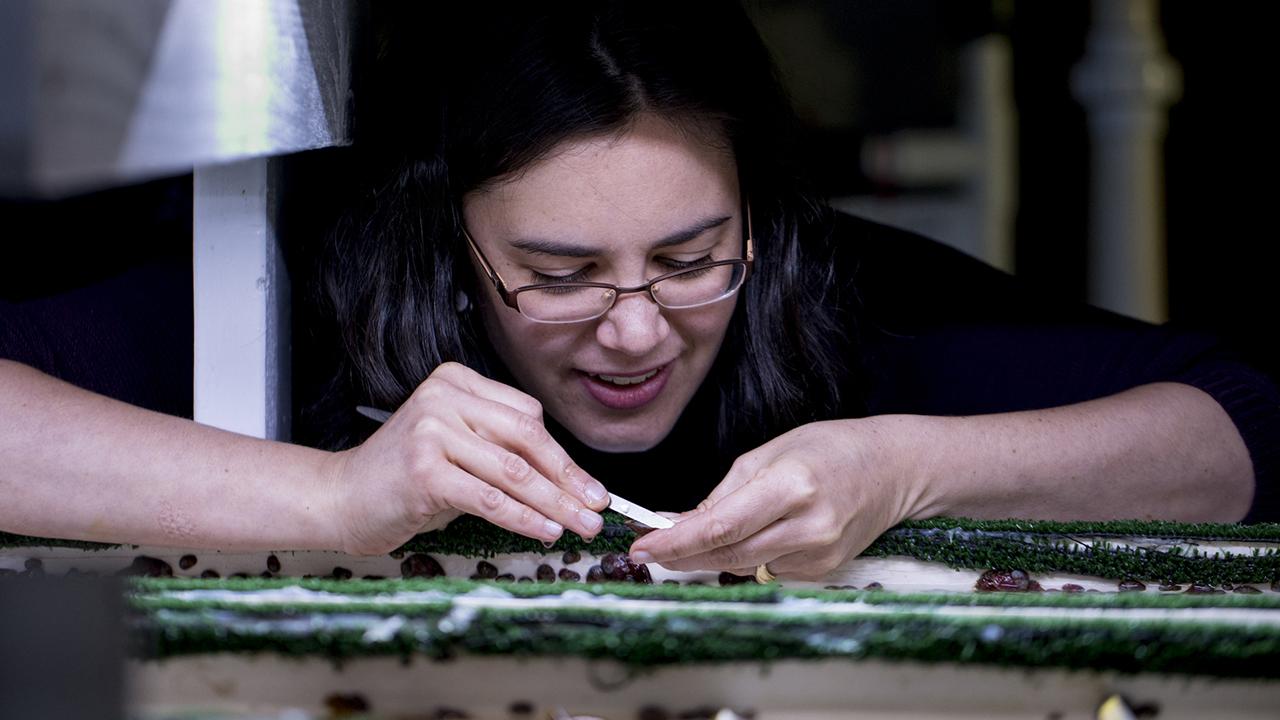 Kristin Aquilino, project manager for the white abalone program at Bodega Marine Laboratory, inspects year-old white abalone in 2017. (Joe Proudman/UC Davis) Kristin Aquilino, project manager for the white abalone program at Bodega Marine Laboratory, inspects year-old white abalone in 2017. (Joe Proudman/UC Davis)