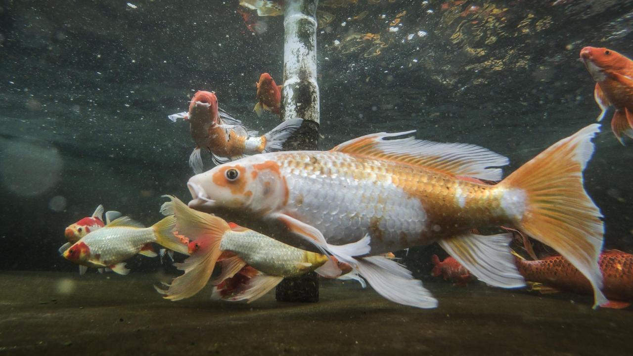 Koi fish swimming in a tank at the UC Davis Center for Aquatic Biology and Aquaculture. Koi fish swimming in a tank at the UC Davis Center for Aquatic Biology and Aquaculture.