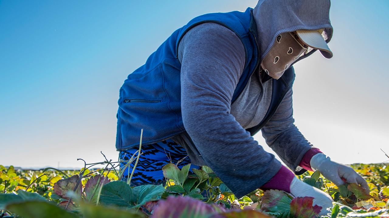 Photo by Hector Amezcua/UC Davis An agricultural worker with a mask on in the field.