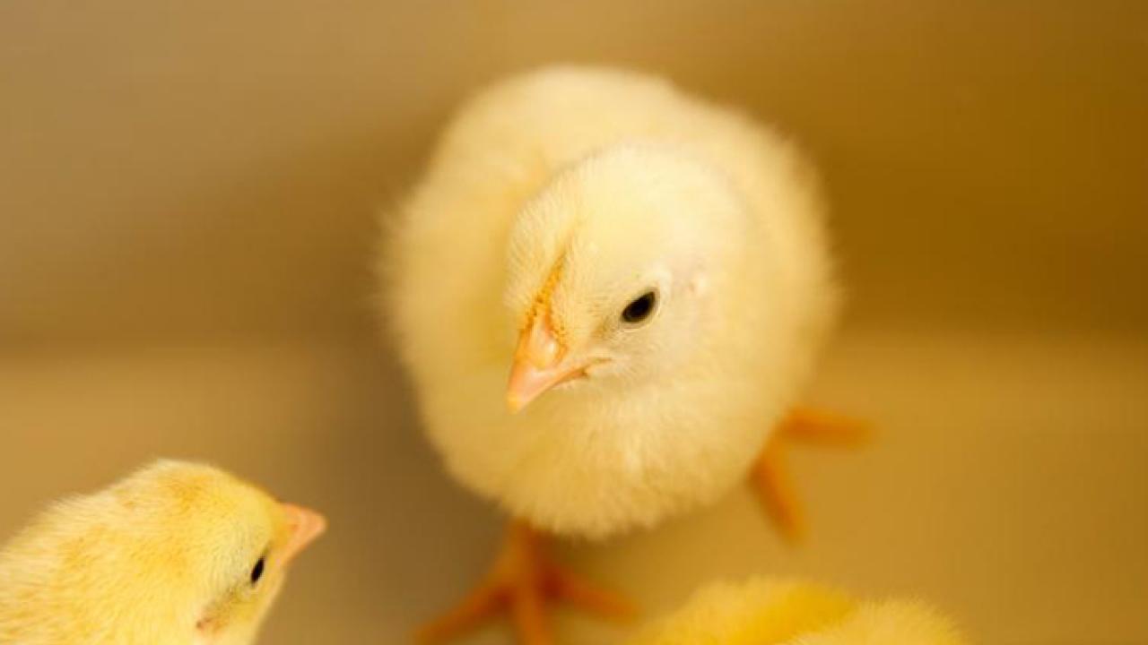 Baby chicks (UC Davis)