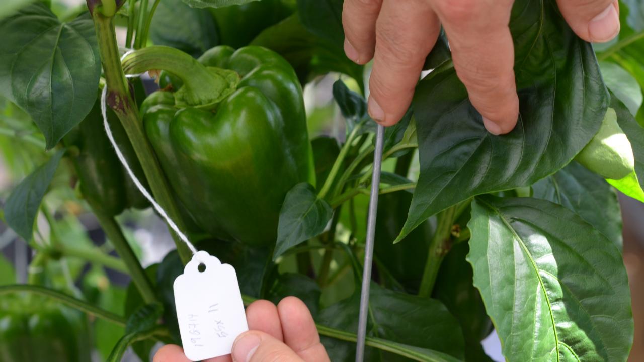 Allen Van Deynze, director of research at the Seed Biotechnology Center and associate director of the Plant Breeding Center, UC Davis Department of Plant Sciences, has received a STAIR™ Grant to create mechanically harvestable peppers. Allen Van Deynze, director of research at the Seed Biotechnology Center and associate director of the Plant Breeding Center, UC Davis Department of Plant Sciences, has received a STAIR™ Grant to create mechanically harvestable peppers.