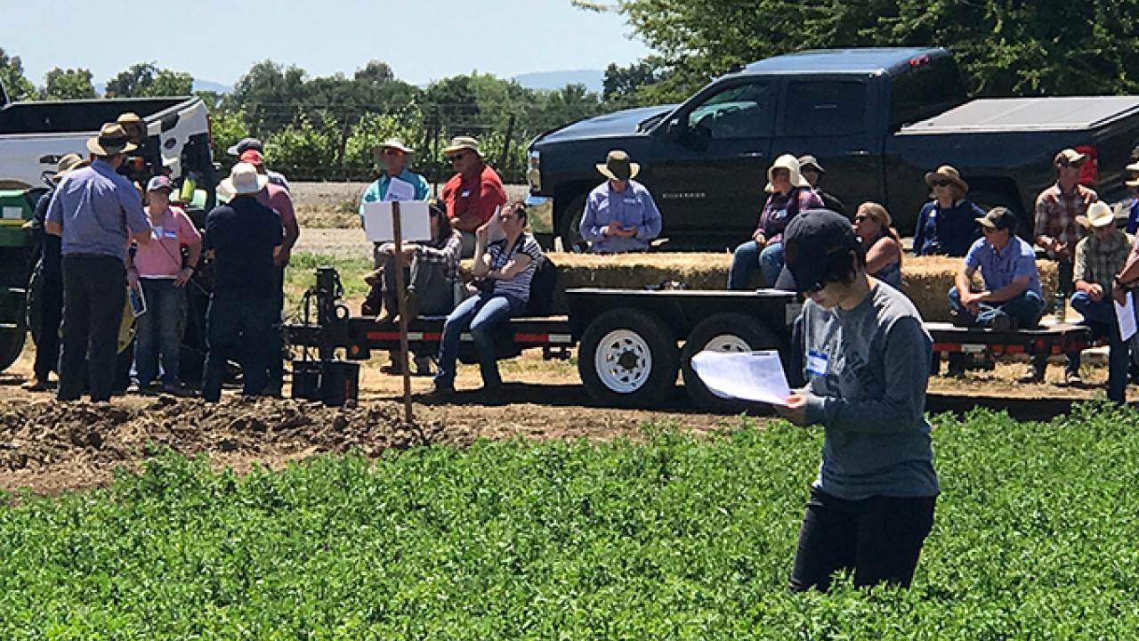 Farmers and crop advisers learned how to control alfalfa weevils and so much more at Alfalfa Field Day at UC Davis. Farmers and crop advisers learned how to control alfalfa weevils and so much more at Alfalfa Field Day at UC Davis.