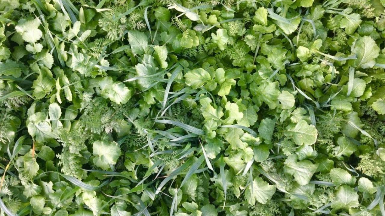 Cover crops can help the soil and the atmosphere. (Alyssa DeVincentis/UC Davis) Cover crops can help the soil and the atmosphere. (Alyssa DeVincentis/UC Davis)