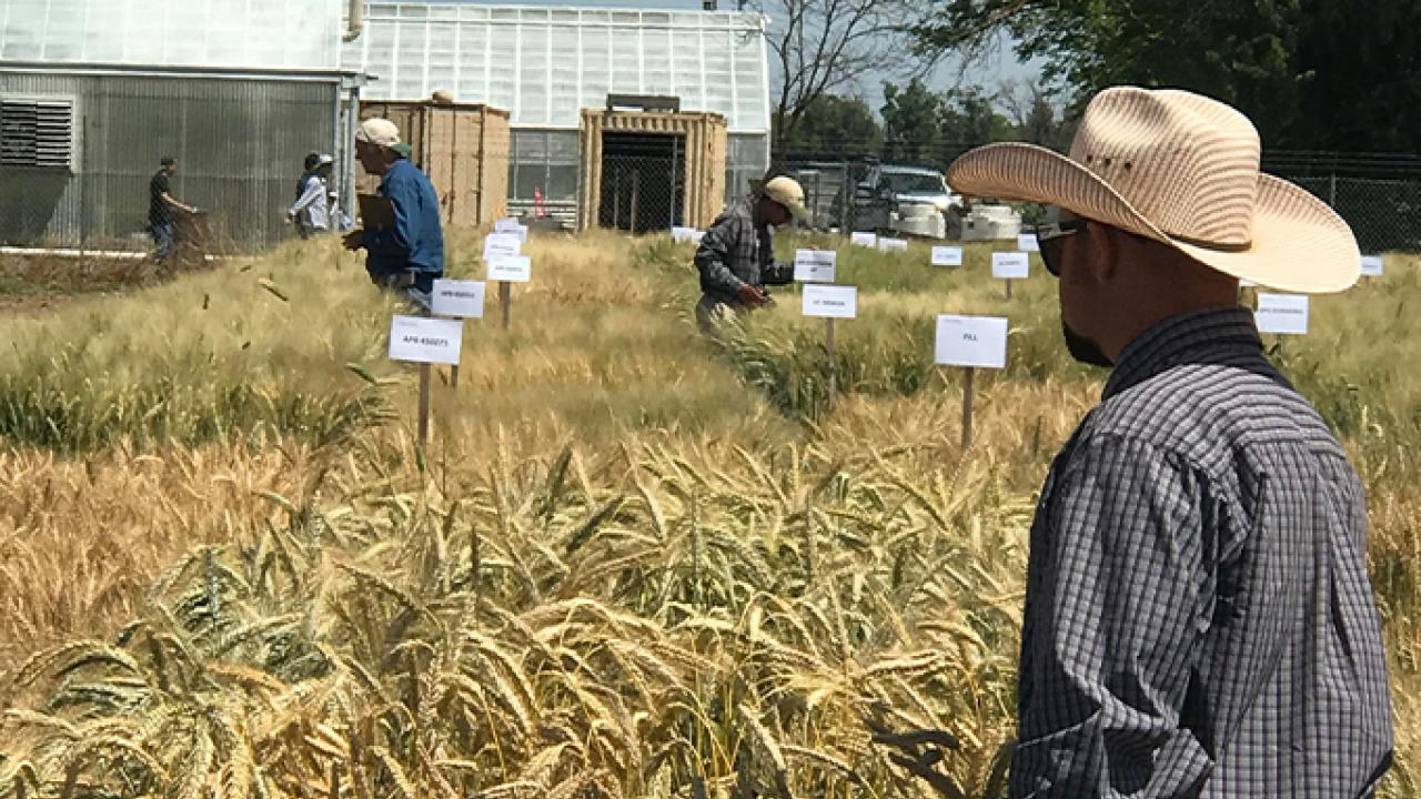 Farmers got a first hand look at variety trials underway at Small Grains Field Day. Farmers got a first hand look at variety trials underway at Small Grains Field Day.