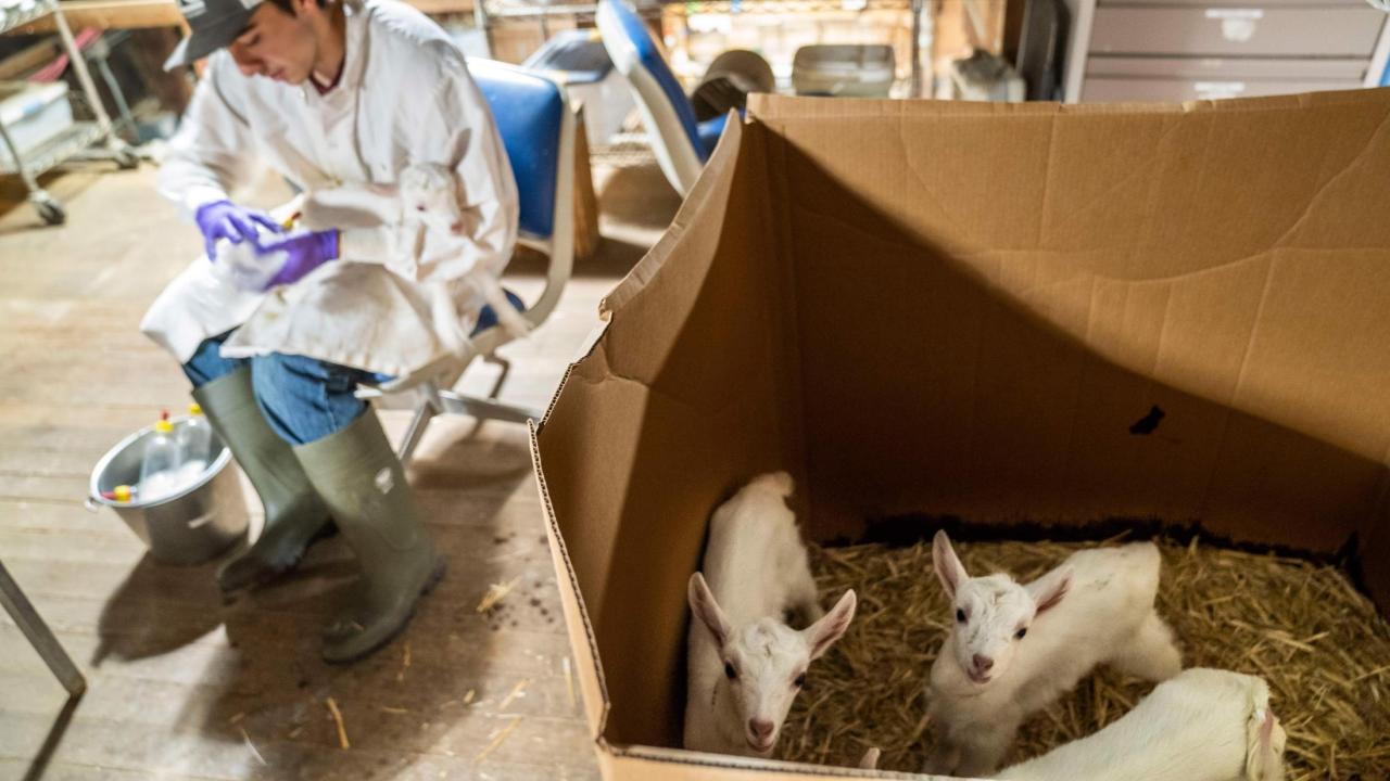 Craig Miramontes, an animal science major and a resident at the Goat Barn and Dairy takes care of the milking and processing of newly born goats.