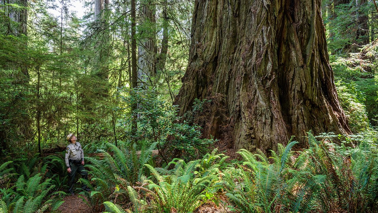 Del Norte County's Grove of Titans features some of California's biggest coast redwood trees. (Max Forster/Save the Redwoods League) Del Norte County's Grove of Titans features some of California's biggest coast redwood trees. (Max Forster/Save the Redwoods League)