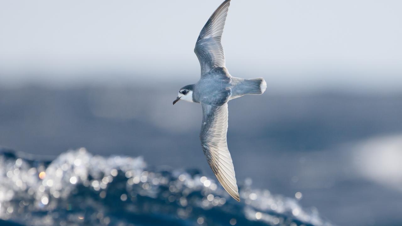 Some species of seabirds, including blue petrels, are particularly vulnerable to eating plastic debris at sea. Credit: J.J. Harrison/ UC Davis Some species of seabirds, including blue petrels, are particularly vulnerable to eating plastic debris at sea. Credit: J.J. Harrison/ UC Davis