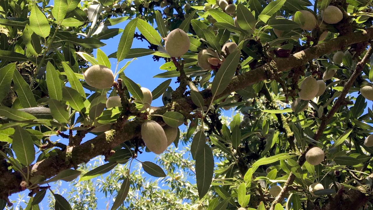 Researchers are partnering with almond growers to measure the complete nitrogen cycle--what goes in and what goes out. Researchers are partnering with almond growers to measure the complete nitrogen cycle--what goes in and what goes out.