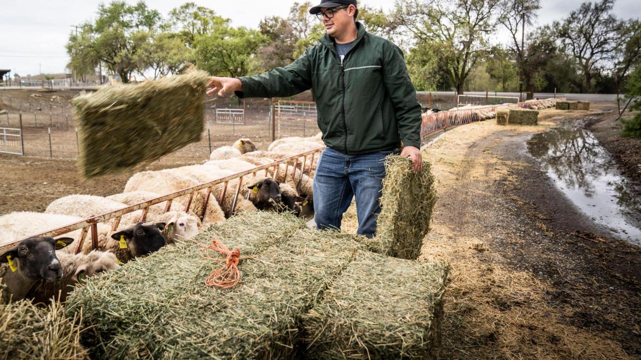 Jackson Sawyer, animal science major, works at the Sheep Barn on Monday, March 16, 2020.