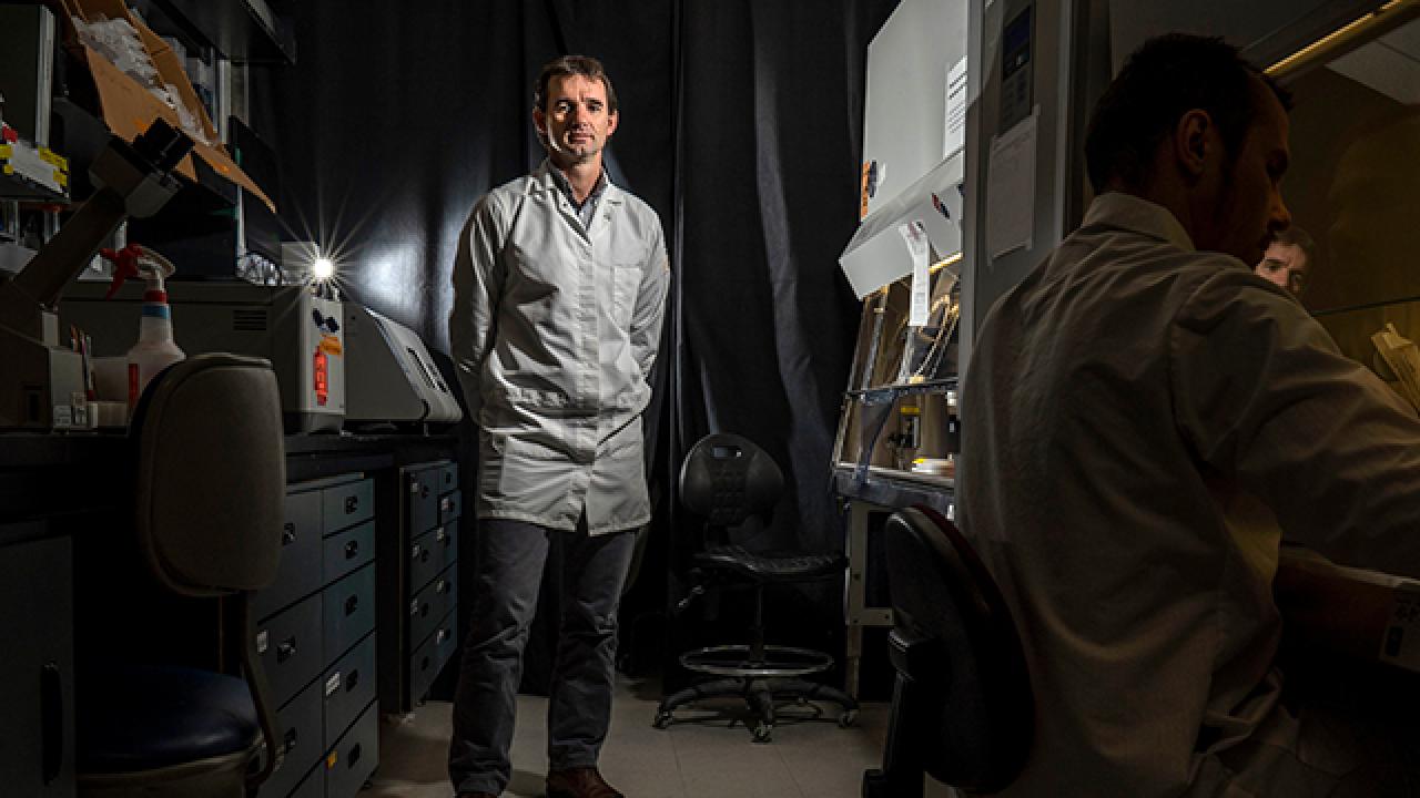 Animal scientist Pablo Ross has  successfully grown embryonic stem cells from cattle in the laboratory.