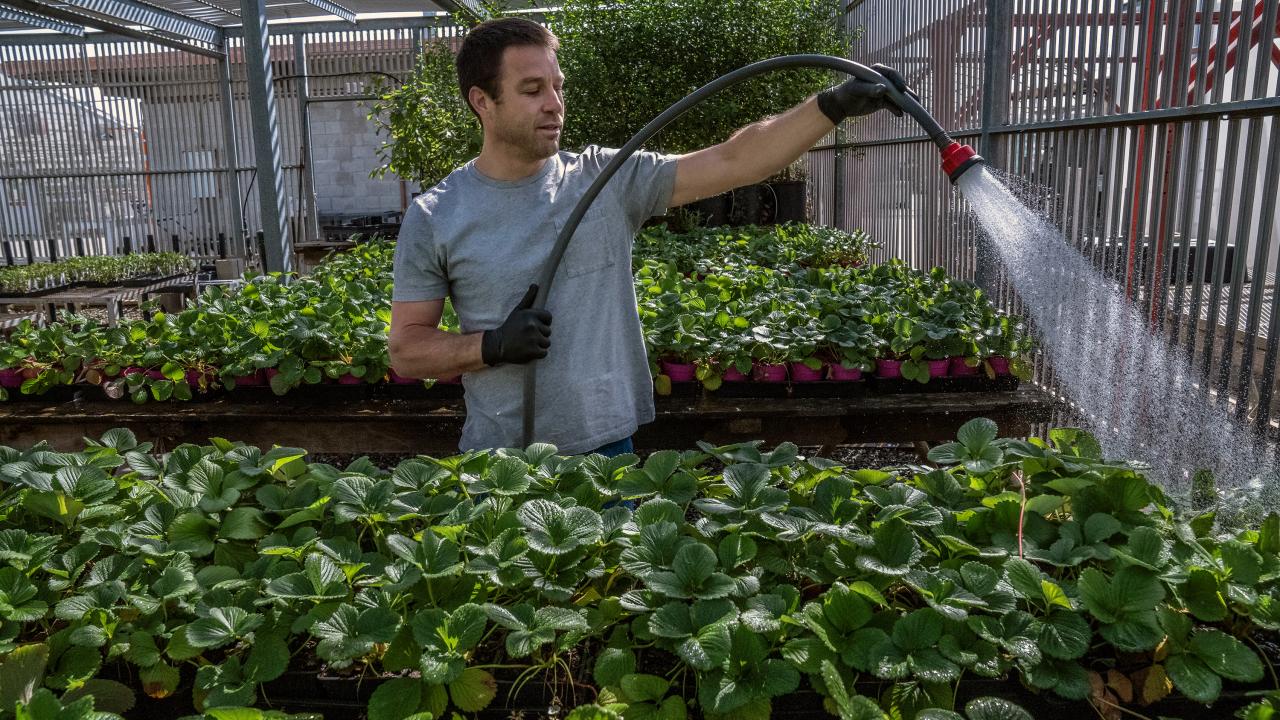 Chris Durand, CA&ES lead greenhouse manager, waters strawberry plants that will be donated after Picnic Day was cancelled due to the COVID-19 pandemic. Chris Durand, CA&ES lead greenhouse manager, waters strawberry plants that will be donated after Picnic Day was cancelled due to the COVID-19 pandemic.