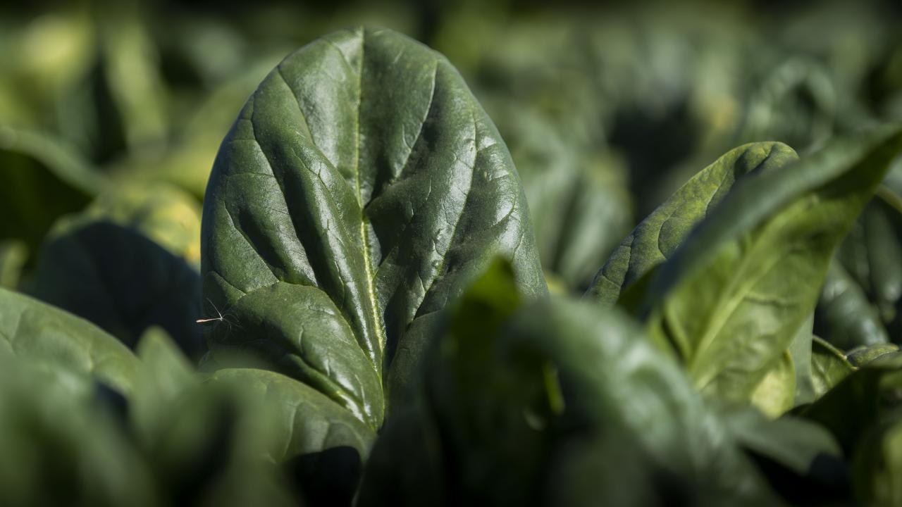 A spinach plant in the sun.