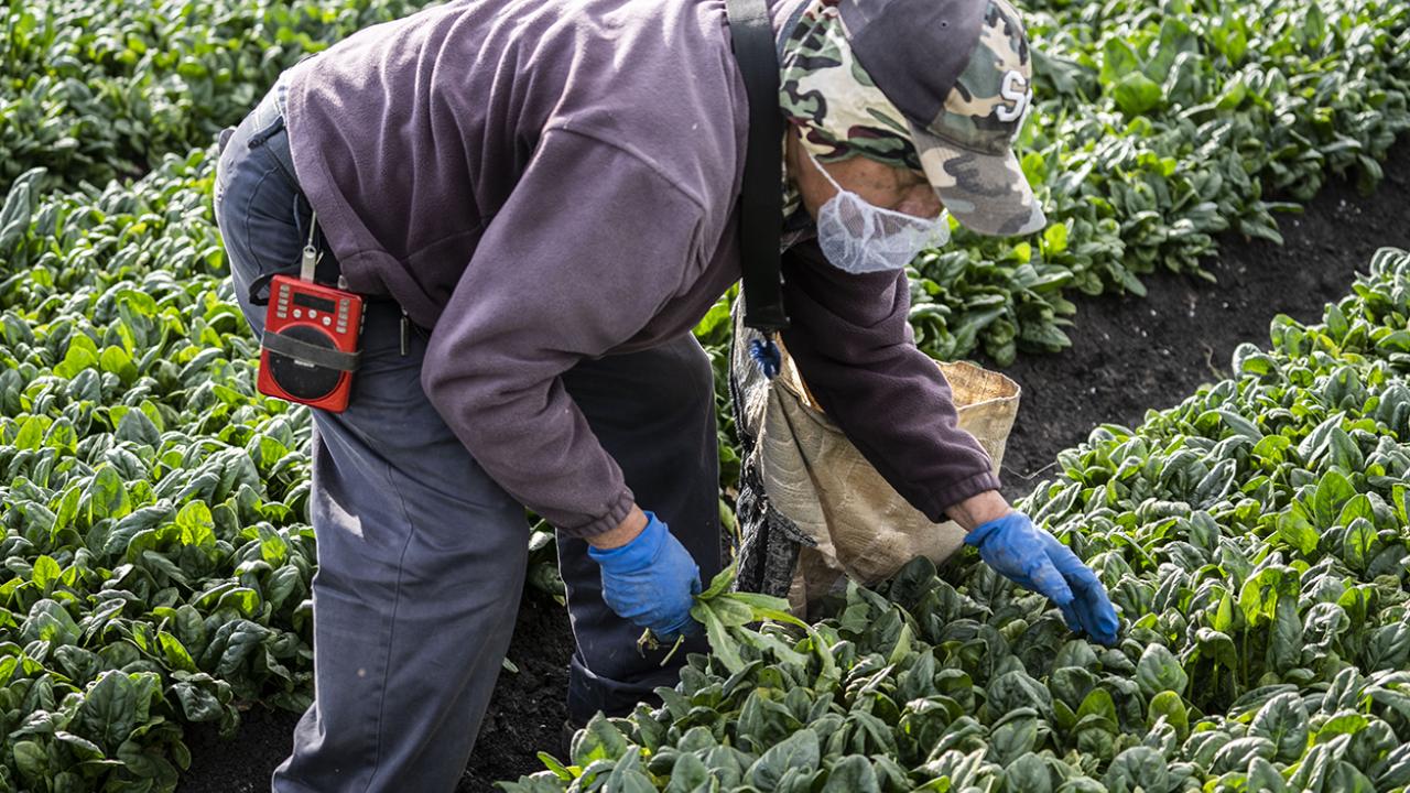Victor Cruz of Salinas, cleans weeds and other debris from a spinach field before harvest in Hollister, Calif. (Photo by Hector Amezcua)