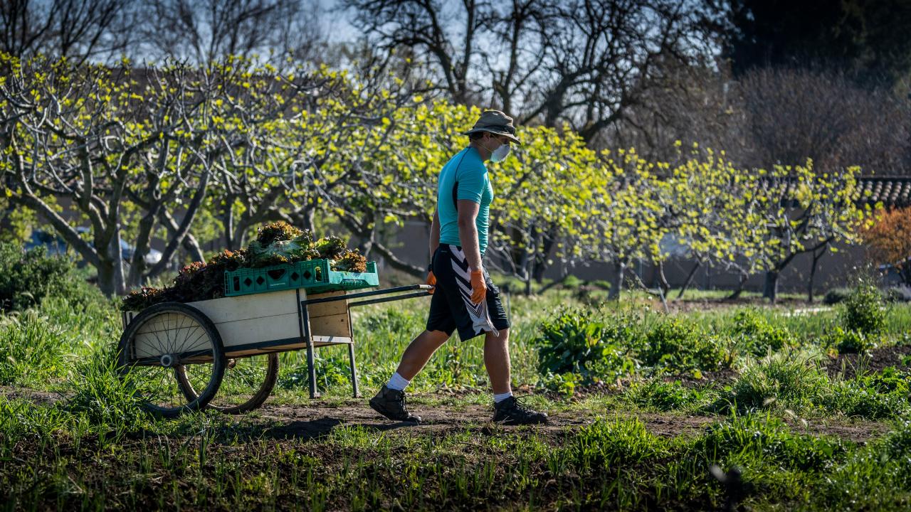Ken Earl is one of an essential team of workers at the UC Davis Student Farm using strict safety precautions as they continue to harvest crops for the community.