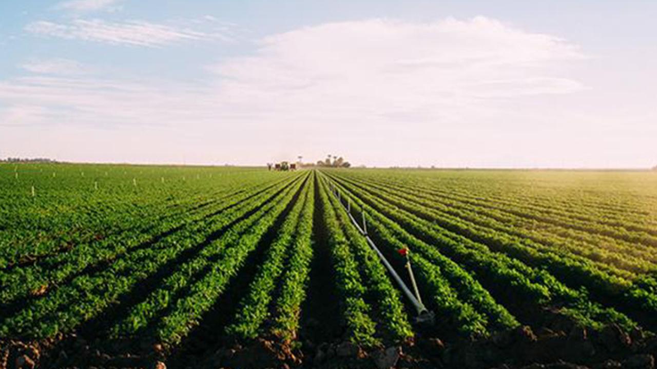 California grows more than a third of the country's vegetables and more than two-thirds of the nation's fruits and nuts. (Thomas Shedd/UC Davis)