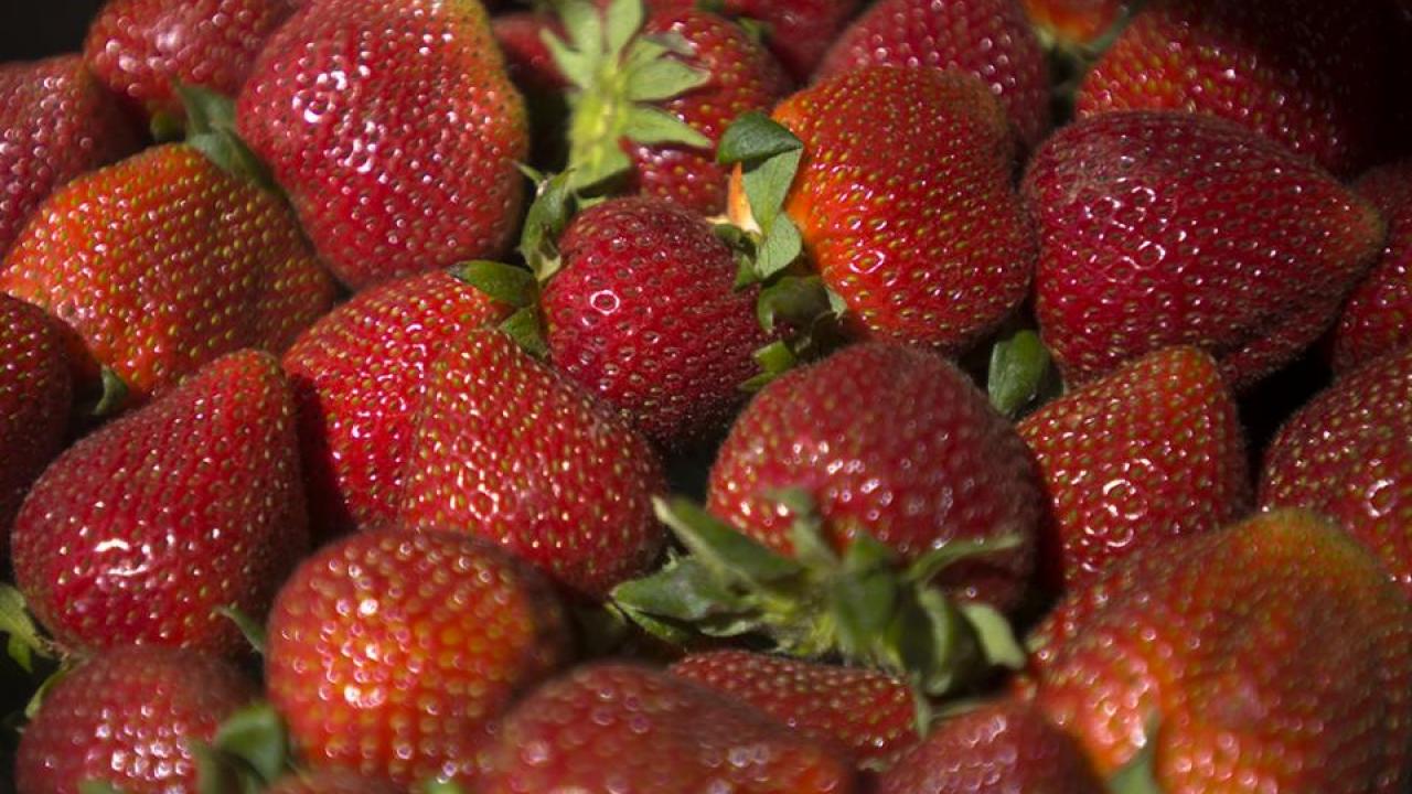 An international team of scientists has sequenced the genome of the cultivated strawberry, providing a genetic roadmap to select desired traits. (UC Davis) An international team of scientists has sequenced the genome of the cultivated strawberry, providing a genetic roadmap to select desired traits. (UC Davis)
