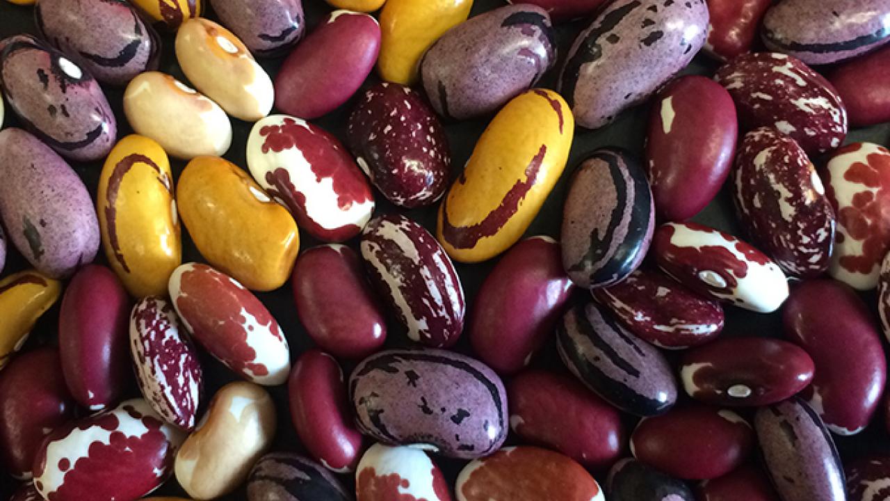 Legumes are a good source of protein, and they enrich the environment, too. Photo/Travis Parker Legumes are a good source of protein, and they enrich the environment, too. Photo/Travis Parker