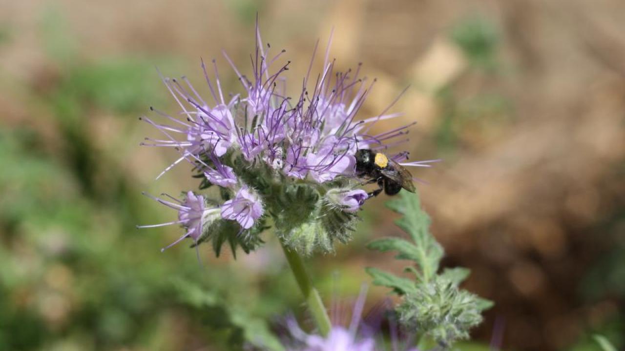 Study finds that blue orchard bee reproduction dropped nearly 60% when exposed to pesticides and when food is scarce. (Clara Stuligross/UC Davis) Study finds that blue orchard bee reproduction dropped nearly 60% when exposed to pesticides and when food is scarce. (Clara Stuligross/UC Davis)