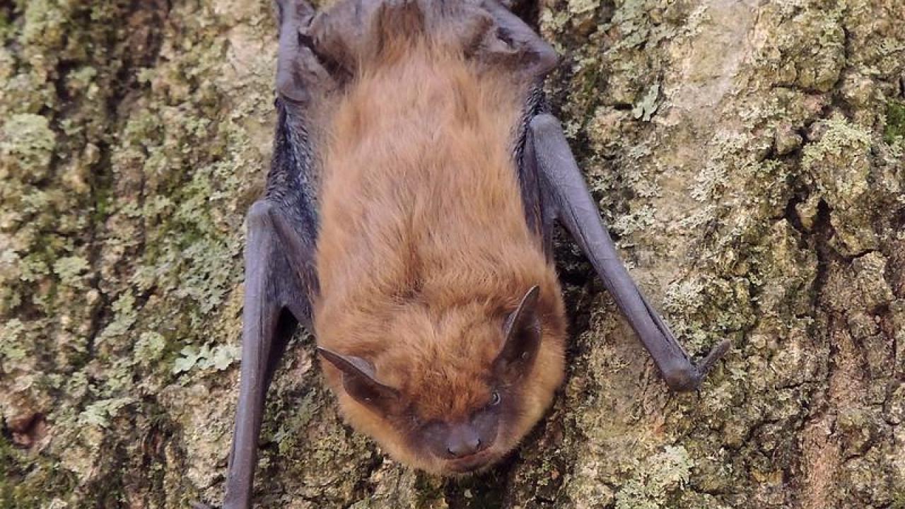 Big brown bats (Eptesicus fuscus) like this one were among the species that appeared more often once a forest was burned. (Anita Gould) Big brown bats (Eptesicus fuscus) like this one were among the species that appeared more often once a forest was burned. (Anita Gould)