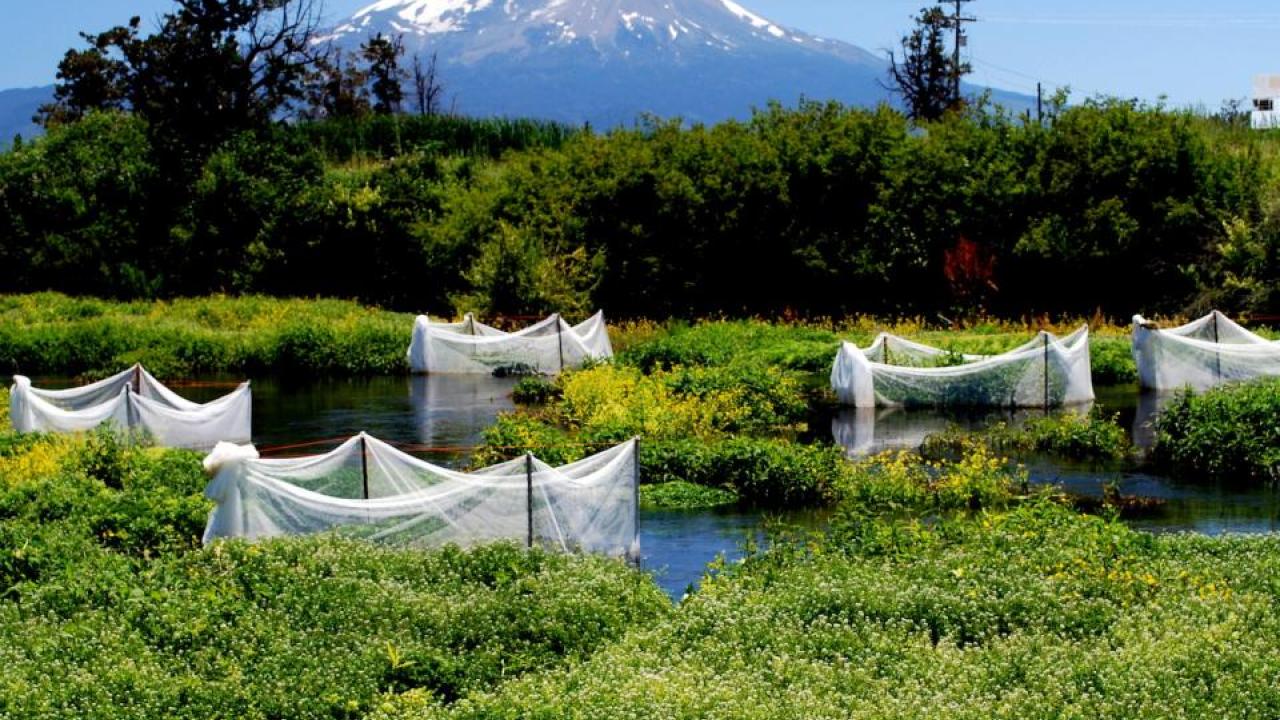 With Mount Shasta in the background, a series of enclosures contain juvenile coho salmon as part of a UC Davis experiment in the Shasta River Basin. (Rob Lusardi/UC Davis) With Mount Shasta in the background, a series of enclosures contain juvenile coho salmon as part of a UC Davis experiment in the Shasta River Basin. (Rob Lusardi/UC Davis)