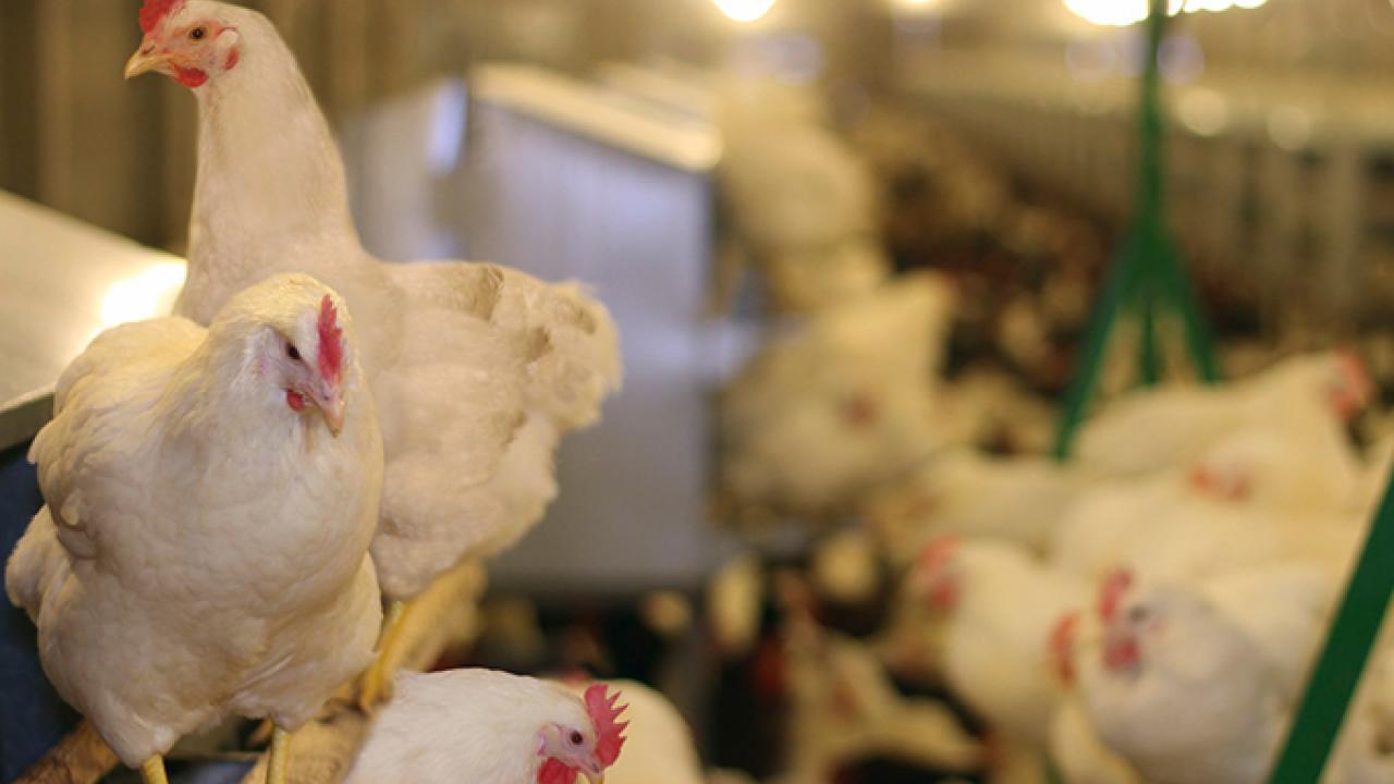 Hens