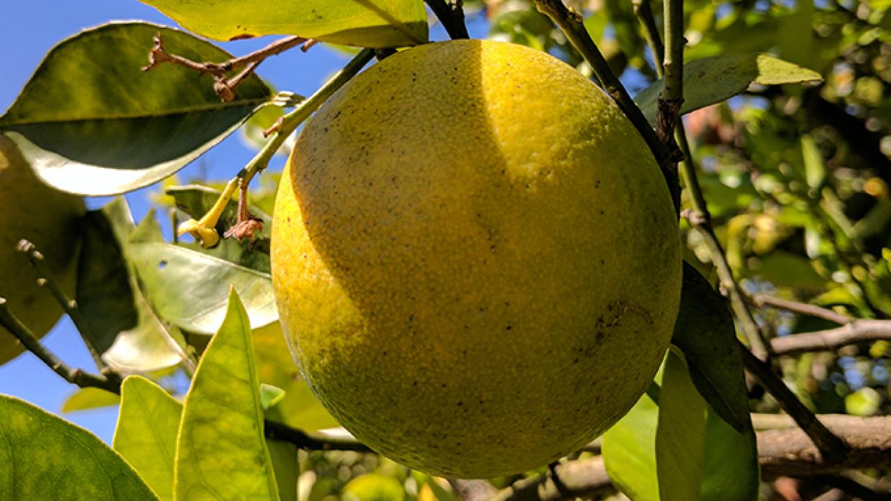 Over time, fruit of HLB-infected trees begins to turn green and develop a bitter, metallic taste. (Elizabeth Chin / UC Davis) Citrus