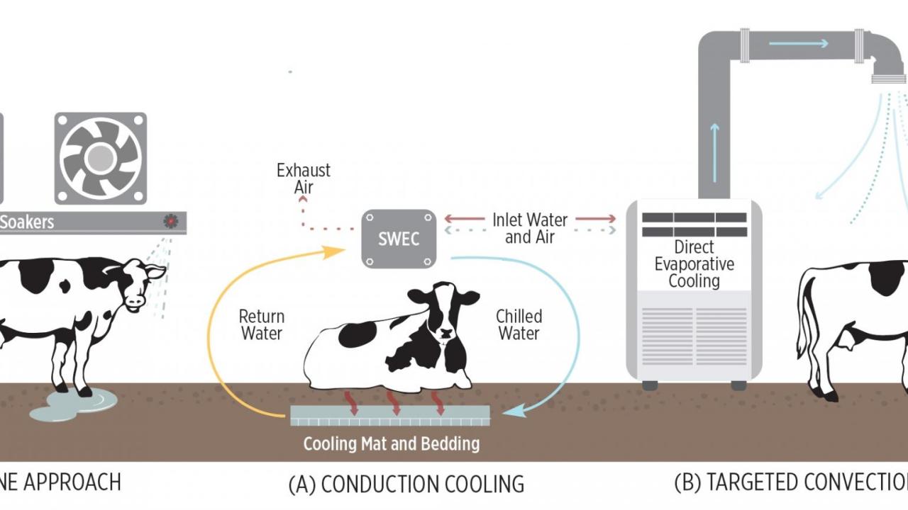 Infographic: Cow Cooling Approaches Infographic: Cow Cooling Approaches