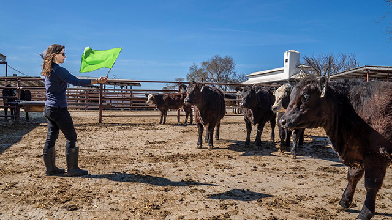 Professor Kristina Horback tests whether props like colorful flags can help assess cattle personality traits like boldness. Professor Kristina Horback tests whether props like colorful flags can help assess cattle personality traits like boldness.