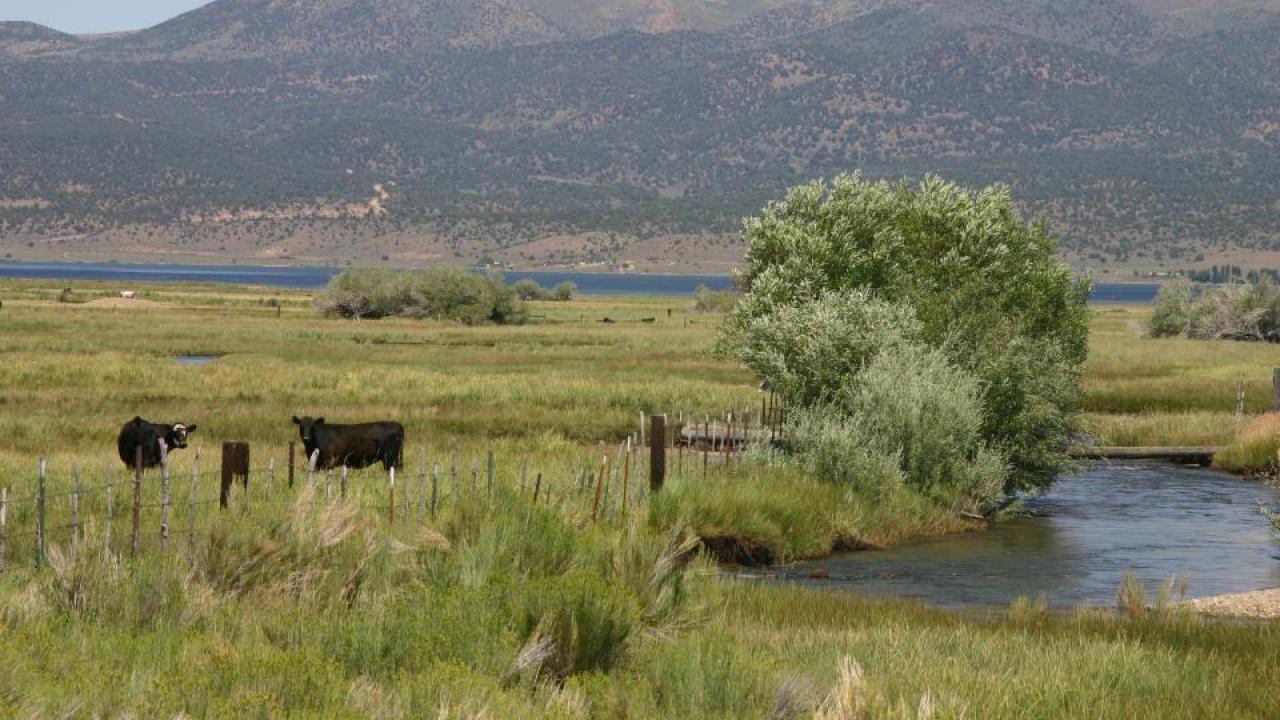 UC Davis study finds a little effort by rangeland managers can go a long way to improve riparian health. (Ken Tate/UC Davis) UC Davis study finds a little effort by rangeland managers can go a long way to improve riparian health. (Ken Tate/UC Davis)